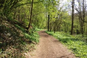 Chemin en forêt