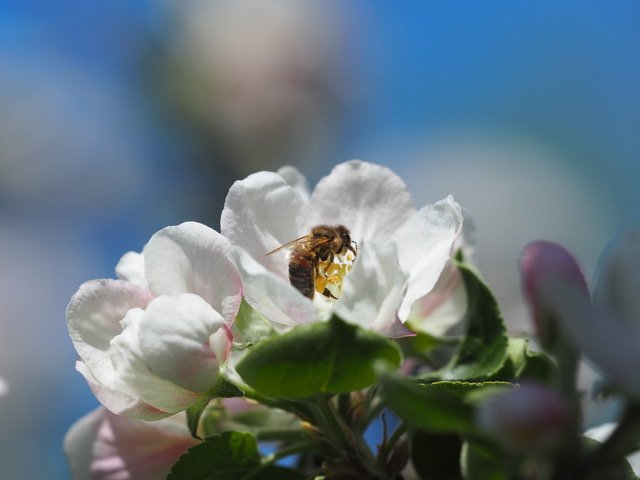 « Histoires d’abeilles » : l’exposition bourdonnante de l’été